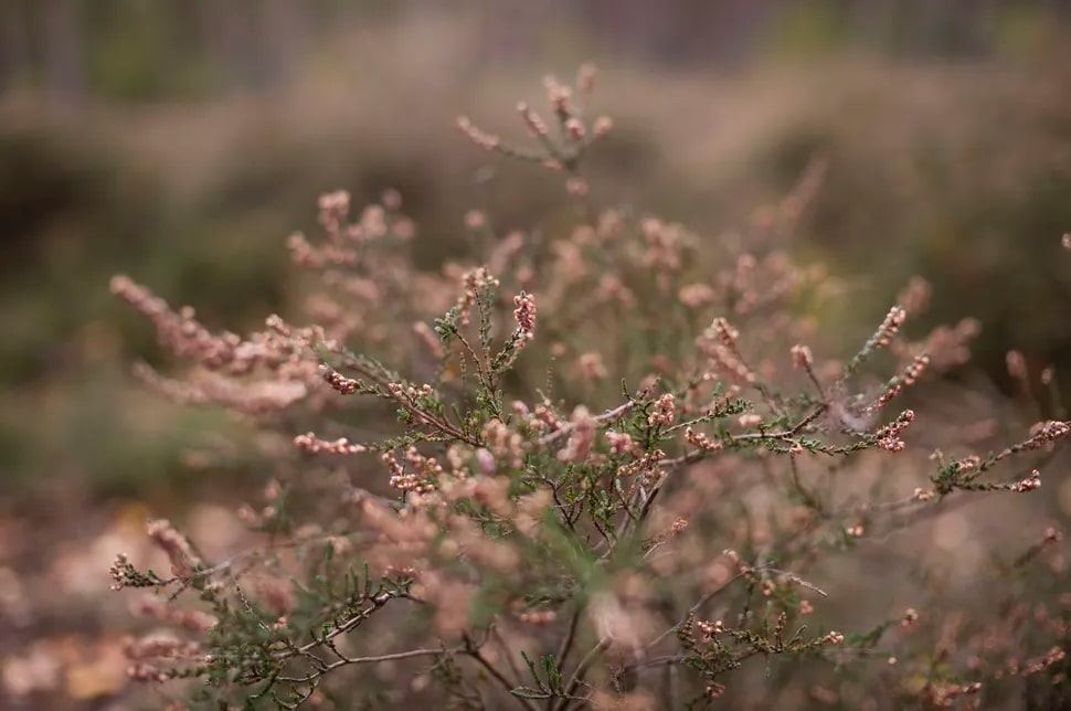 EVF trên M EV1 cho khả năng lấy nét chính xác