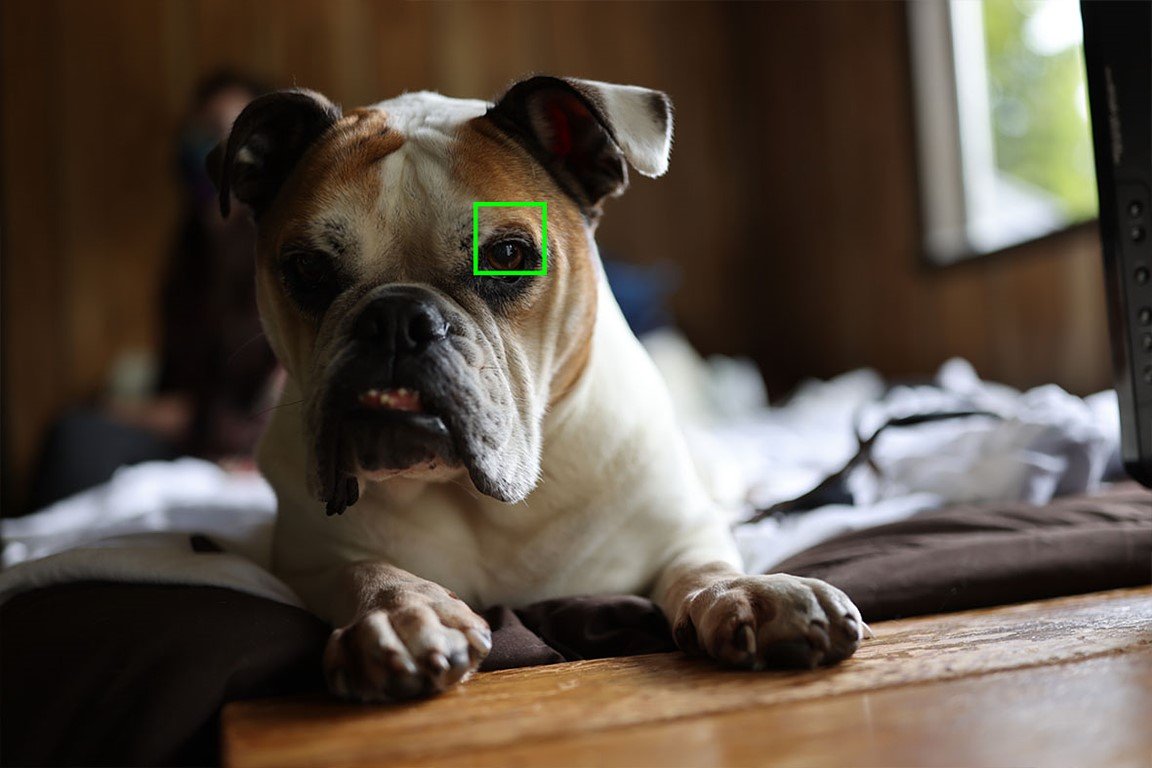 Canon EOS R5 - Lấy nét mắt động vật