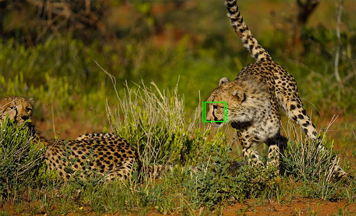 Tốc độ chụp và bộ nhớ của Sony A7M5