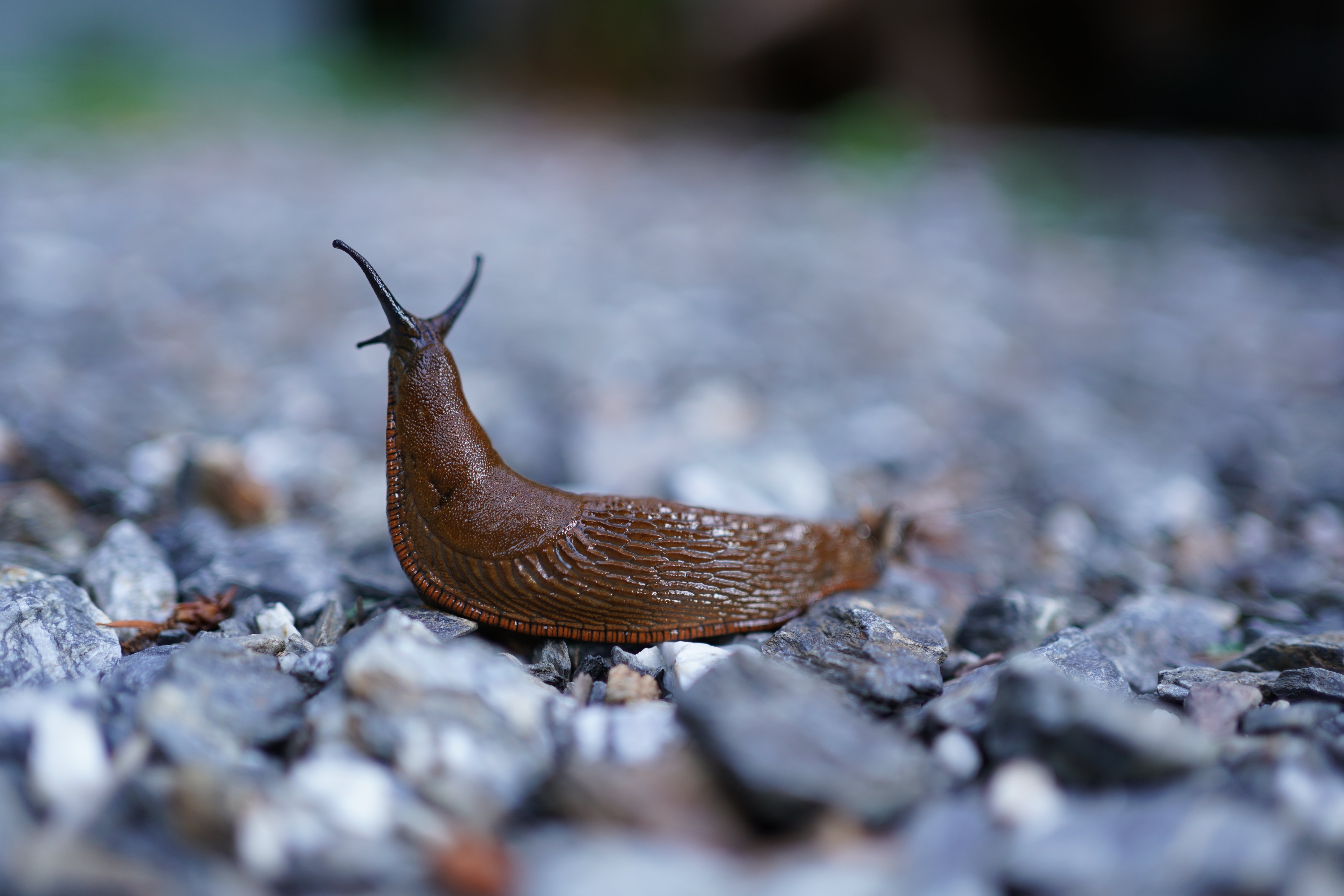 Cảm biến Exmor R CMOS 24.2 MP