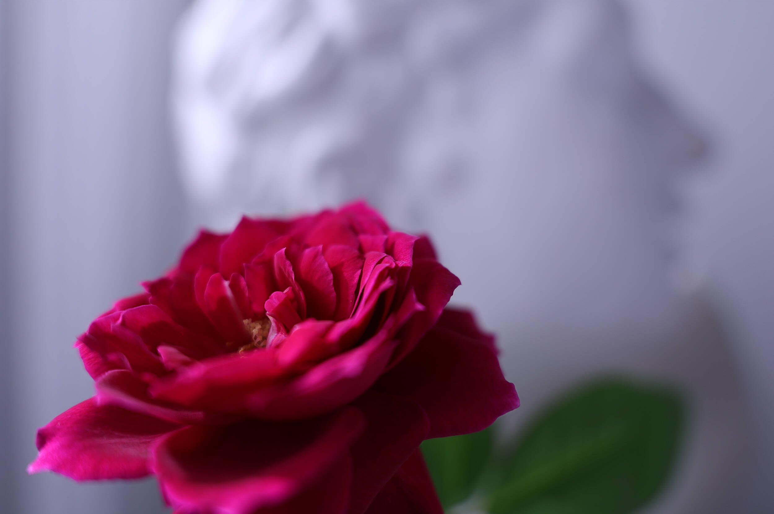 Chất lượng ngang tầm dòng L của Canon