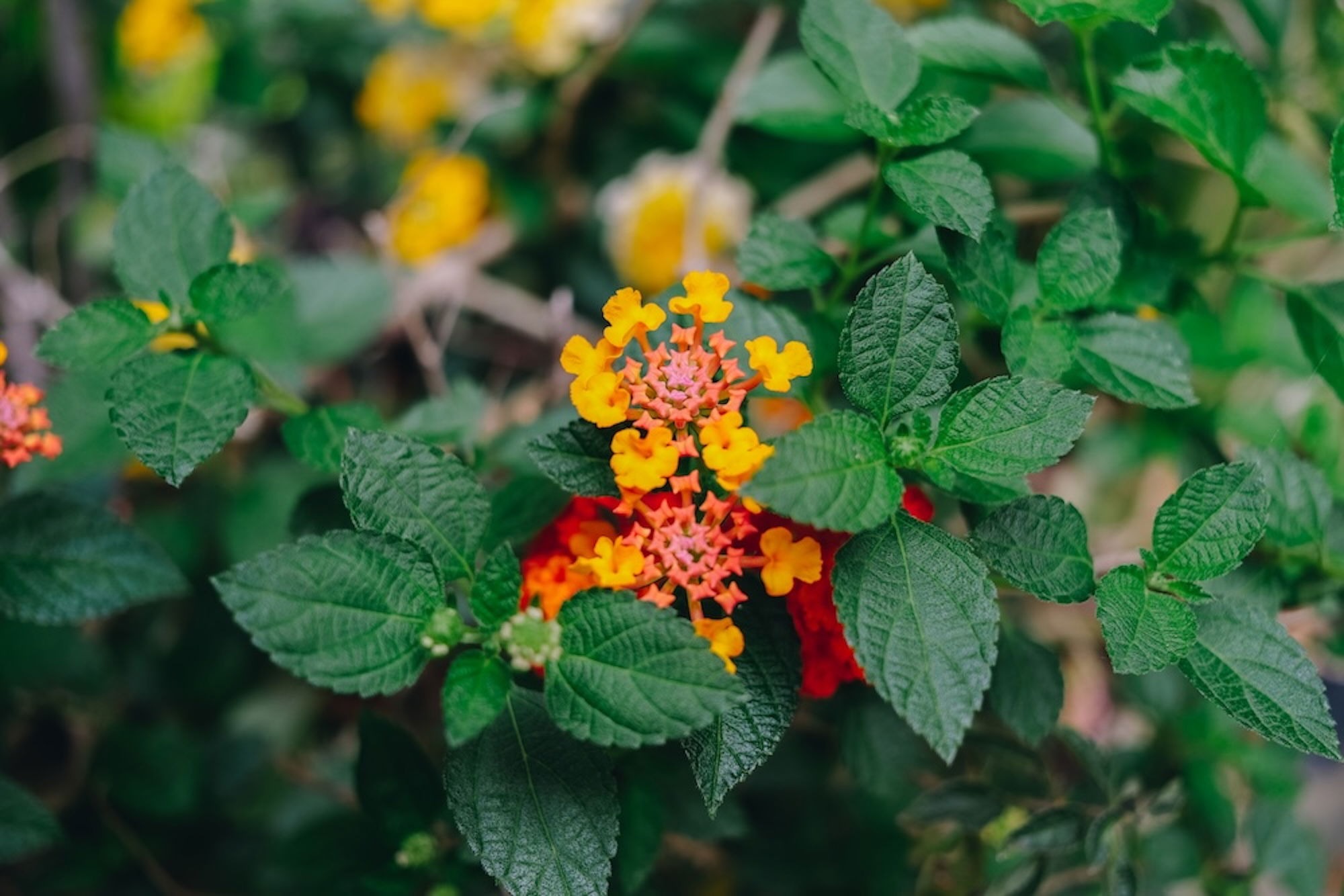 Với khẩu độ tối đa f/2.8, XF 23mm f/2.8 mang lại hiệu ứng Bokeh đẹp mắt