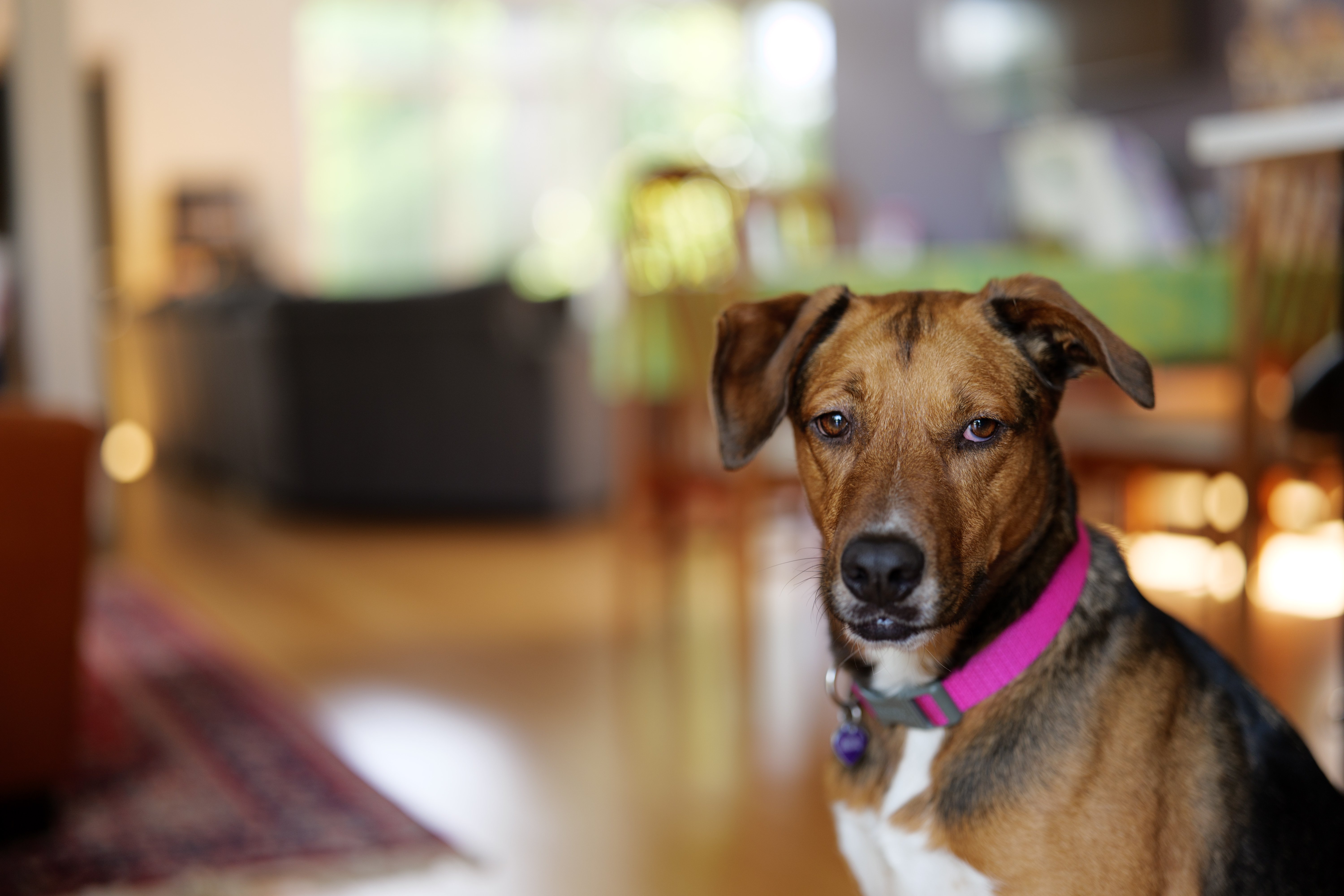 Ống kính Panasonic Lumix S PRO 50mm f  1.4 - hiệu ứng bokeh