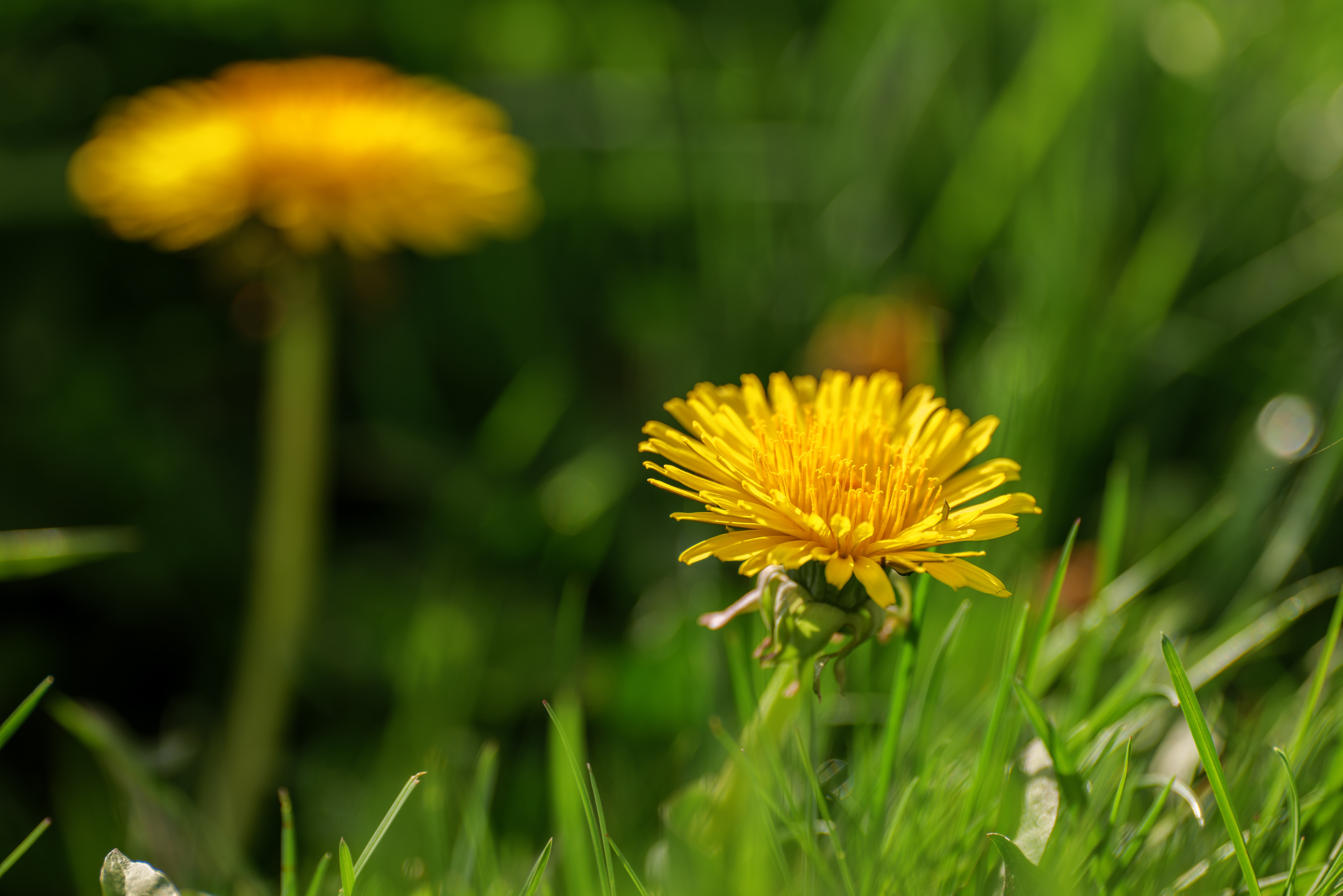Ống kính Panasonic Lumix S PRO 70-200mm f2.8 OIS - ảnh hiệu ứng bokeh