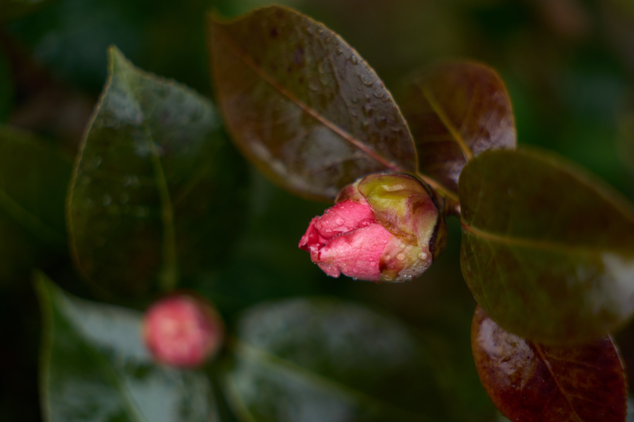 Hiệu ứng bokeh ấn tượng