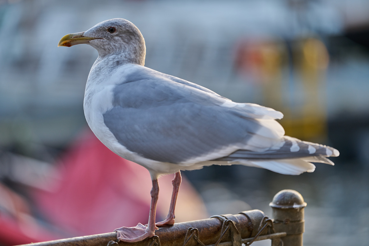 Auto Focus tốc độ cao với dual HLA