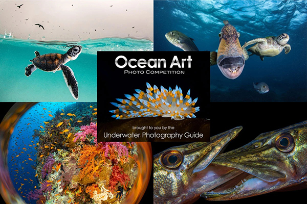 ocean art 2022 là lần thứ 11 cuộc thi được tổ chức