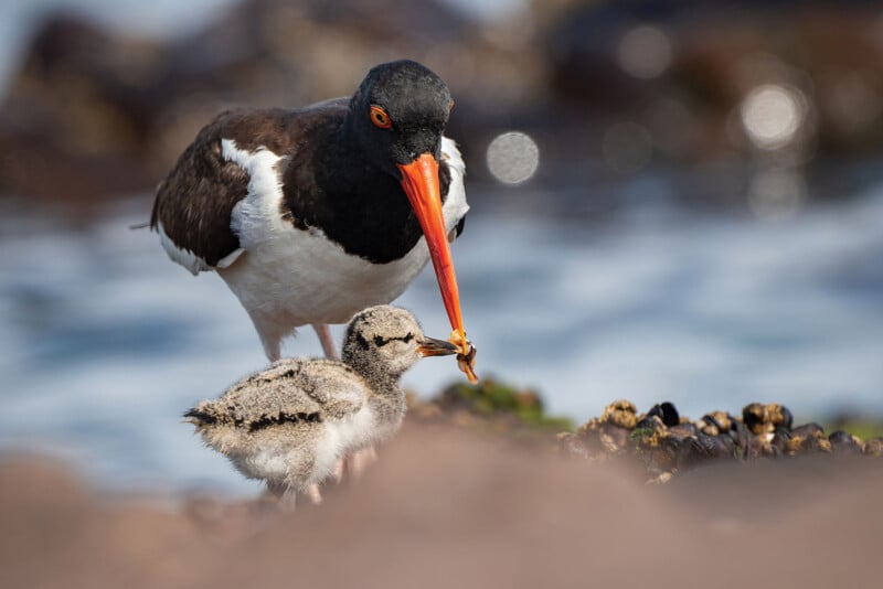 Giải nhất hạng mục Coastal Birds
