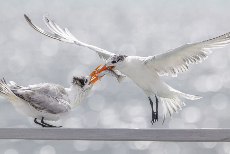 Giải nhất hạng mục Birds Without Borders
