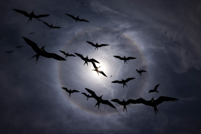 Chim điên biển Magnificent Frigatebird