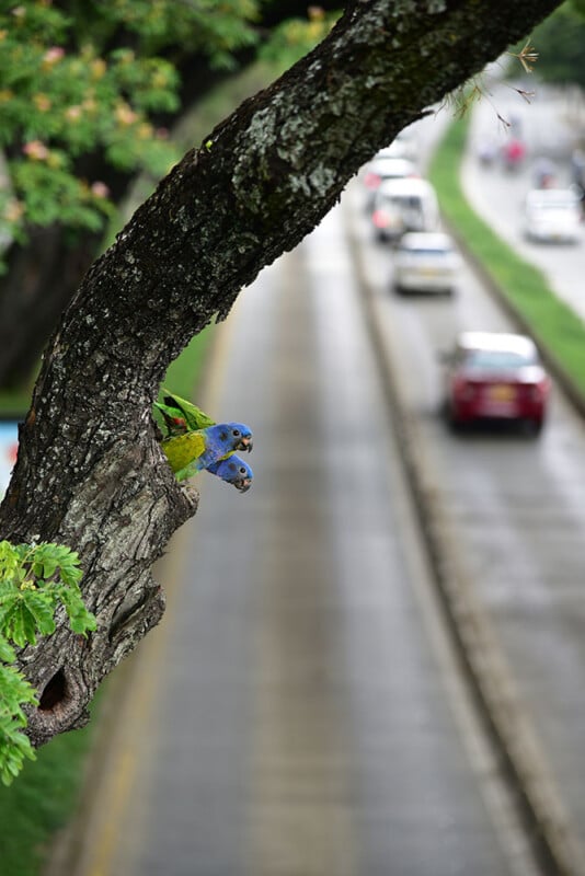 Giải nhất hạng mục Birds in Landscapes
