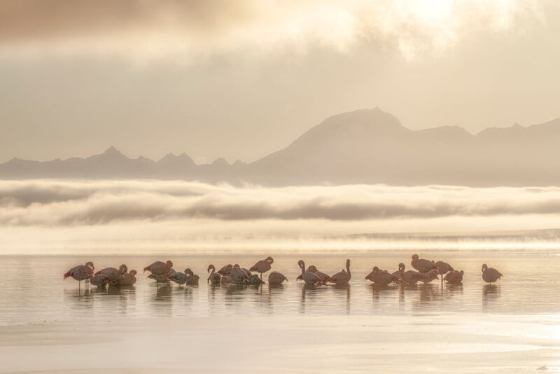 Hồng hạc Chile