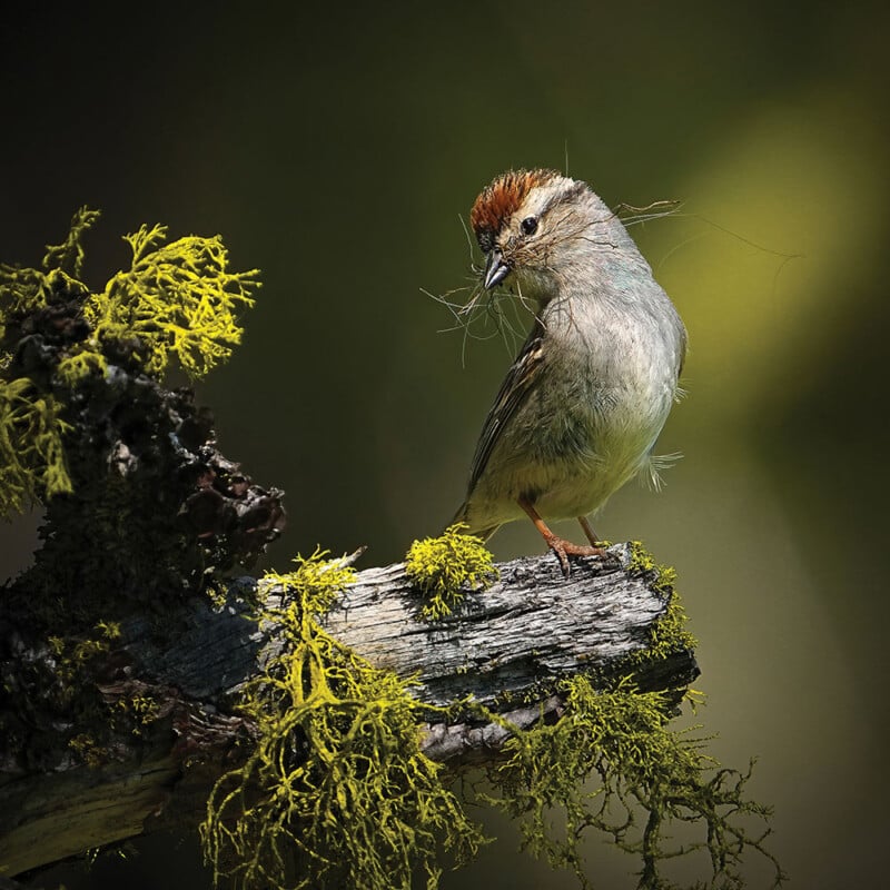 Giải nhất hạng mục Female Bird