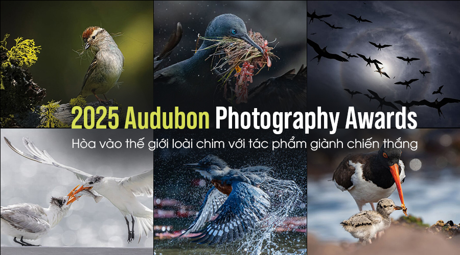 2025 Audubon Photography Awards: Hòa Vào Thế Giới Loài Chim Với Tác Phẩm Giành Chiến Thắng