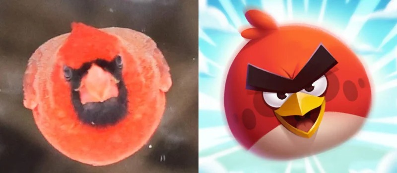 chú chim trông giống hệt nhân vật chính của Angry Bird