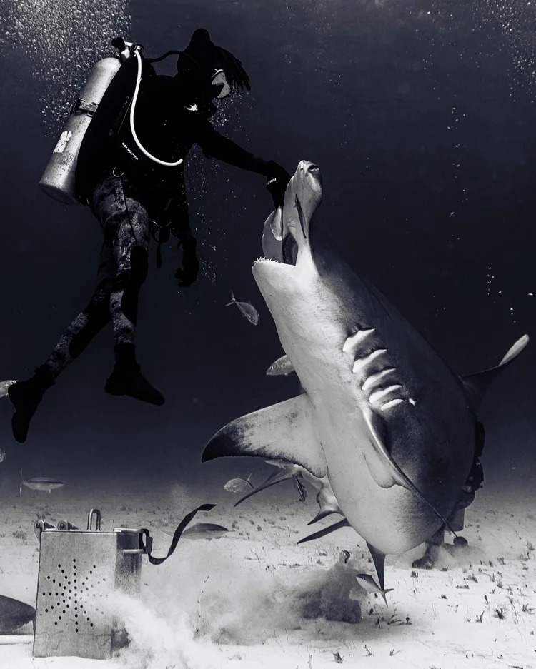 Ari Rabin-Havt bị lôi cuốn bởi cá mập