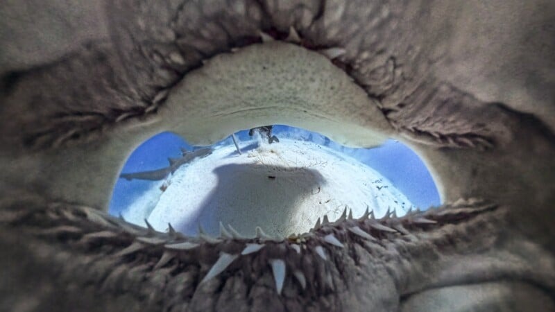Ảnh chụp từ bên trong miệng cá mập
