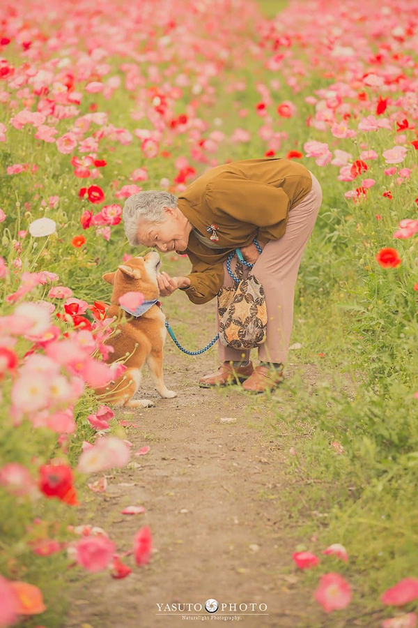 bà ngoại đang chơi đùa cùng chú chó Shiba của mình