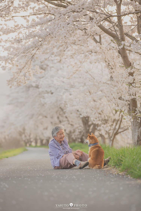 Shiba là loài chó cực kì trung thành