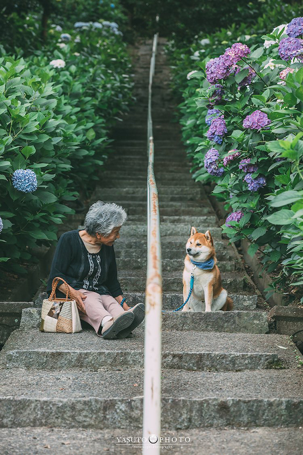 Bà và chú chó Shiba như hai người bạn của nhau