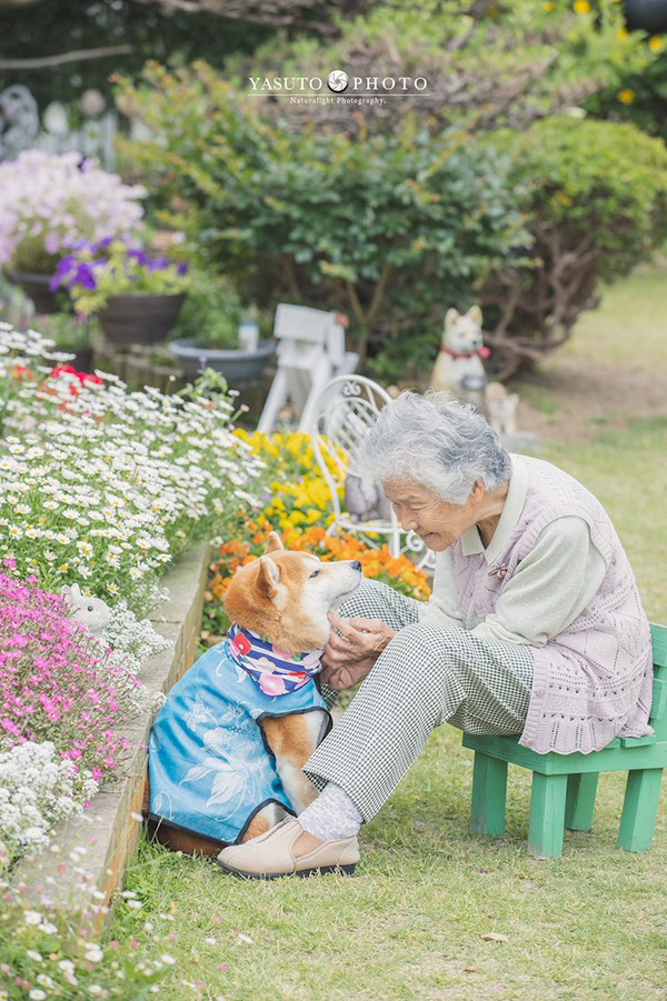 Khoảnh khắc ấm áp giữa bà ngoại và chú chó Shiba Inui 