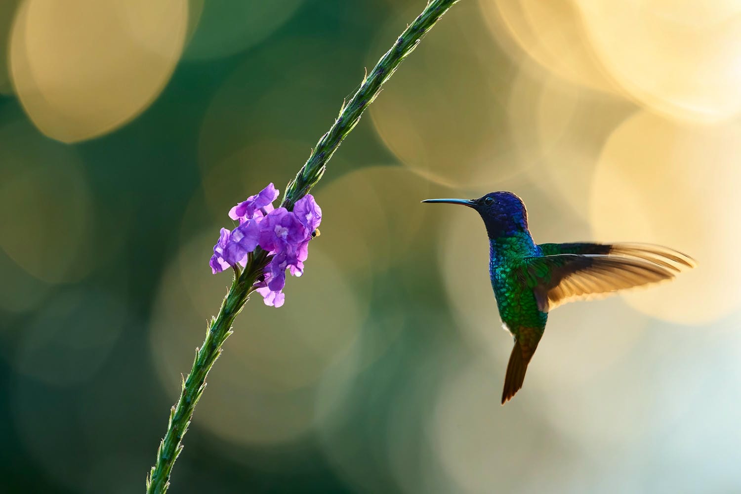 Hệ thống điều khiển tùy chỉnh được bổ sung trên Z9