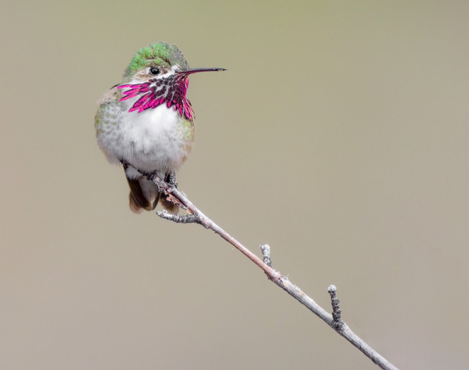 Ánh sáng phẳng (Flat light)