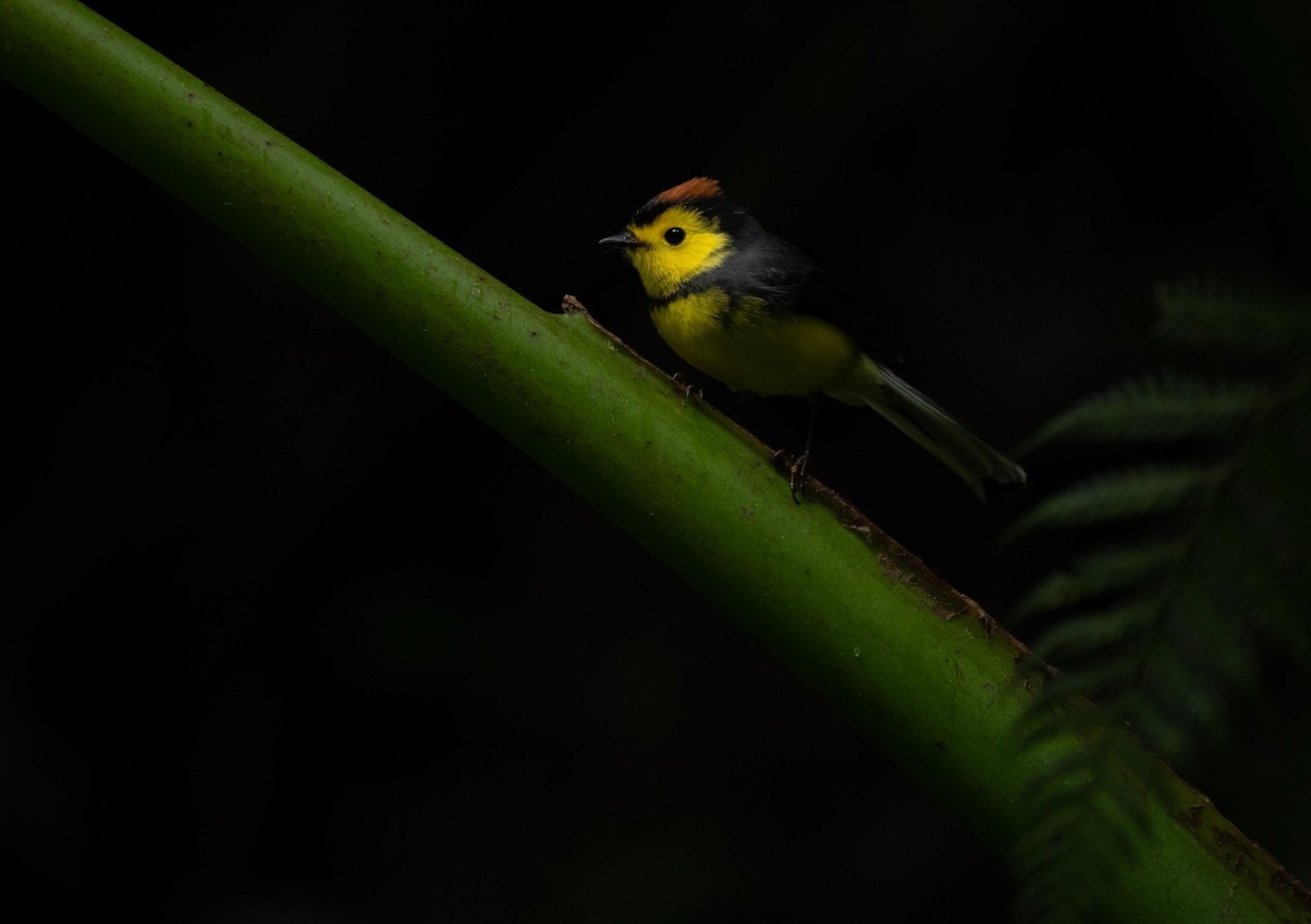 Ánh sáng điểm (Spot light)