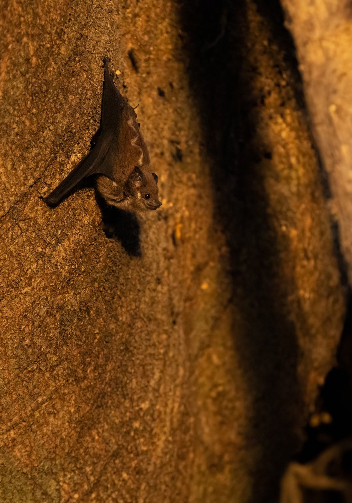 Ánh sáng trước (Front light)