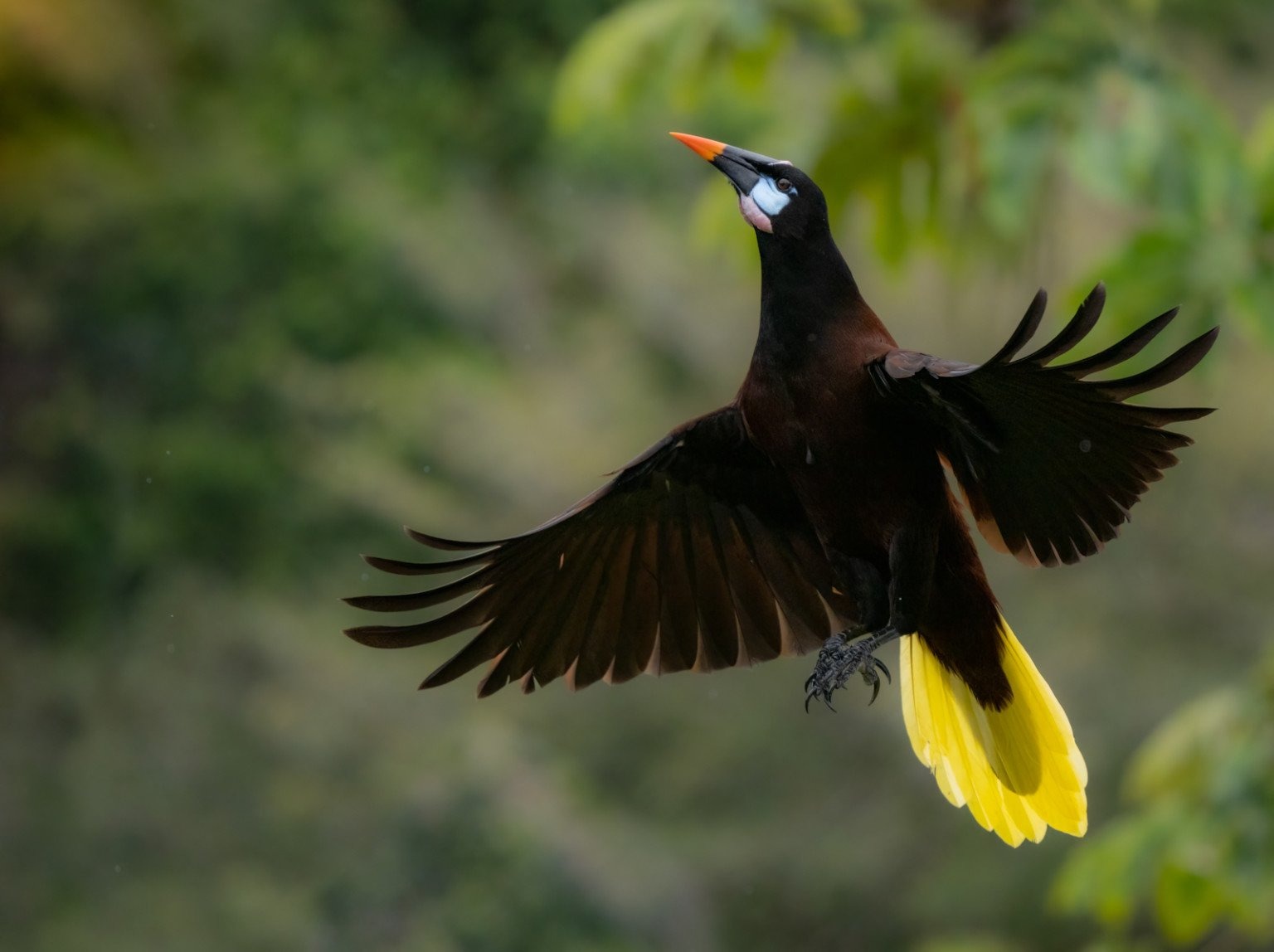 Tư thế ngẩng đầu và dang rộng đôi cánh