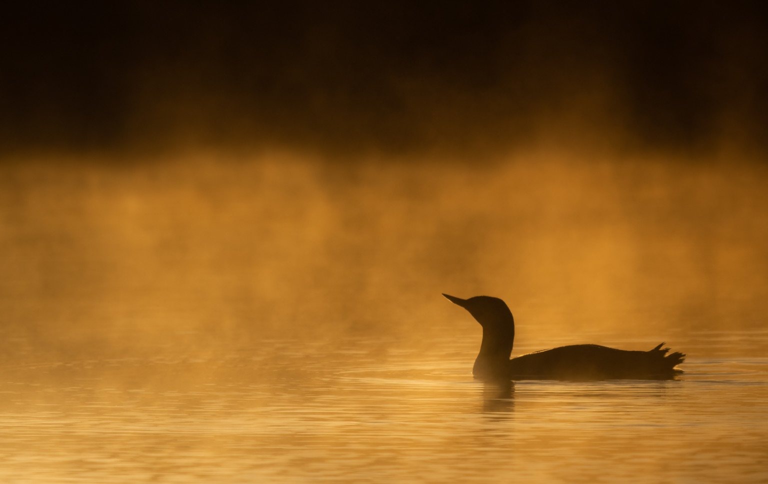 Ánh sáng sau (Back light)