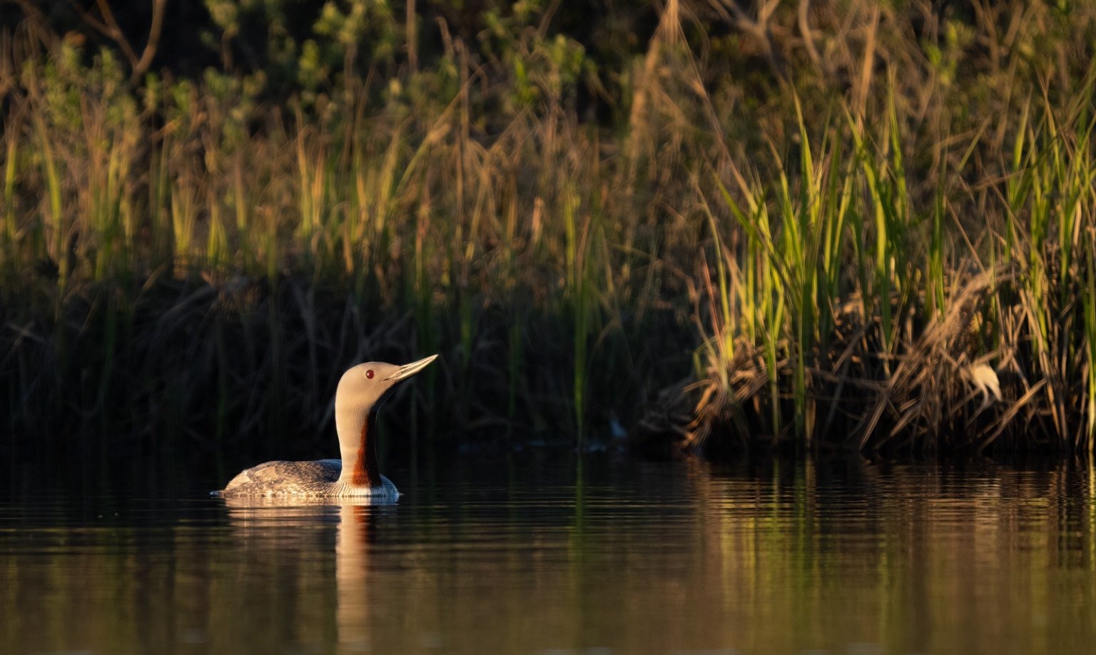 Ánh sáng bên (Side light)