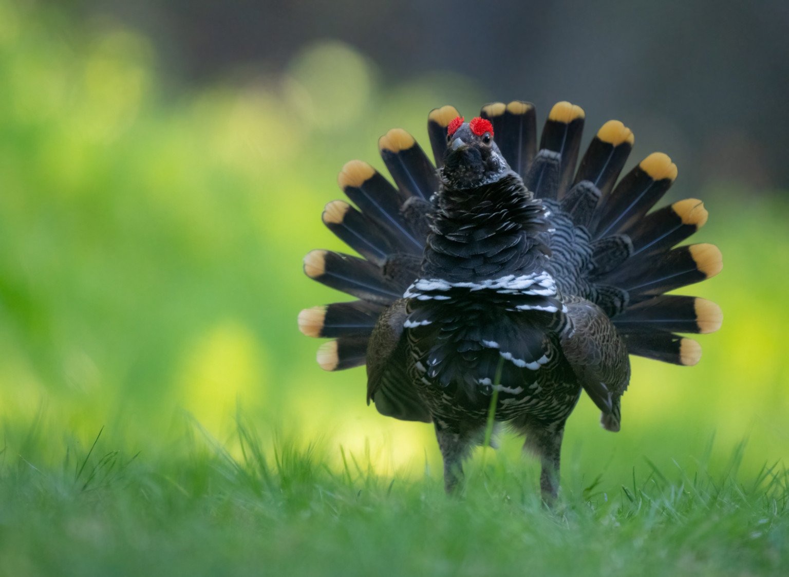 Tư thế chim xòe đuôi
