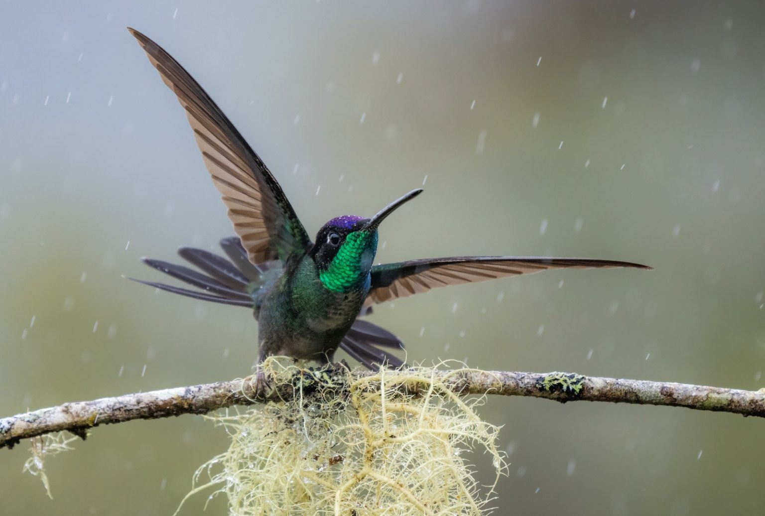 Mẹo để chụp chim đẹp đó là phải biết tận dụng chuyển động để tạo ảnh động và sáng tạo