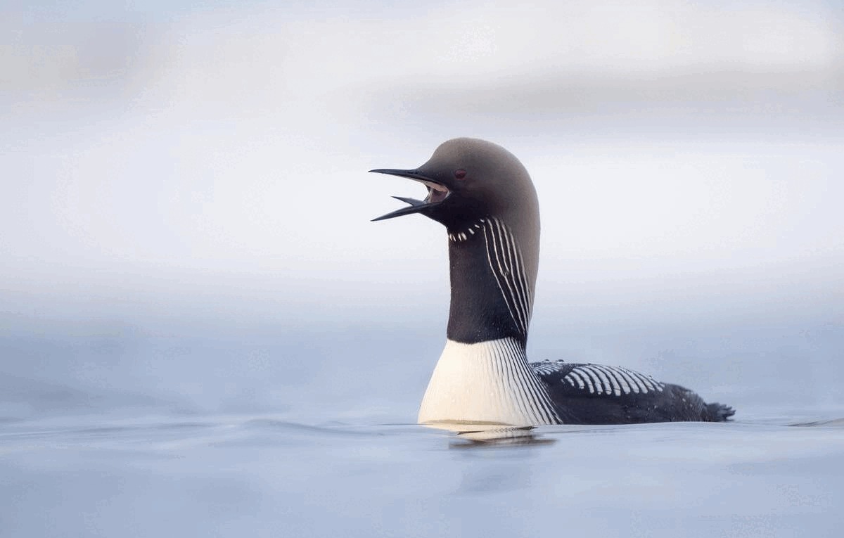 Cân nhắc giữa chọn bố cục hoặc ánh sáng