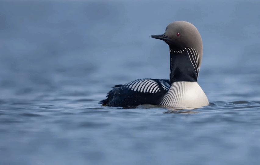 Để chụp ảnh chim đẹp, bạn cần ưu tiên chọn bố cục đẹp thay vì ánh sáng