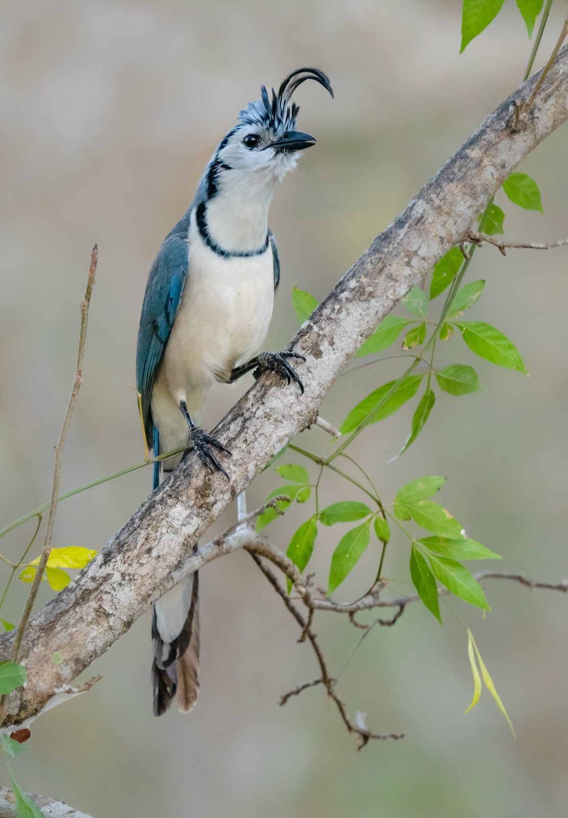 Bắt trọn ánh mắt đặc sắc của chim