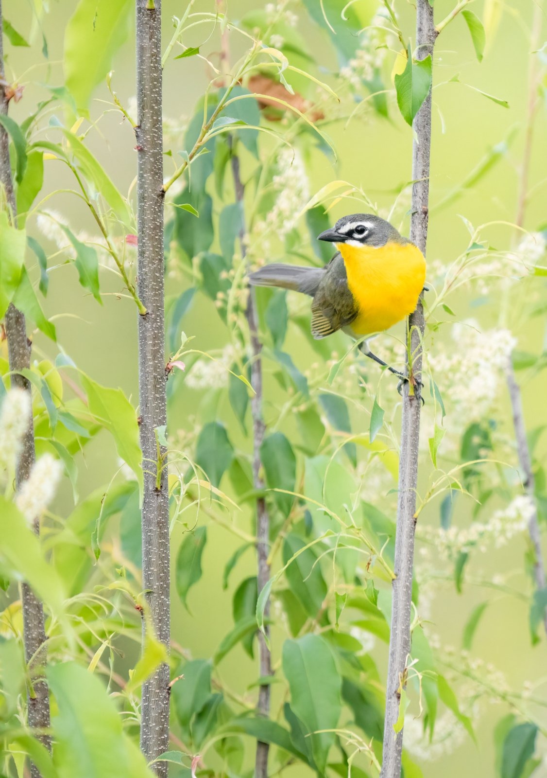 Bạn cần phải kiên nhẫn và kiên trì để chụp được những bức ảnh chim đẹp