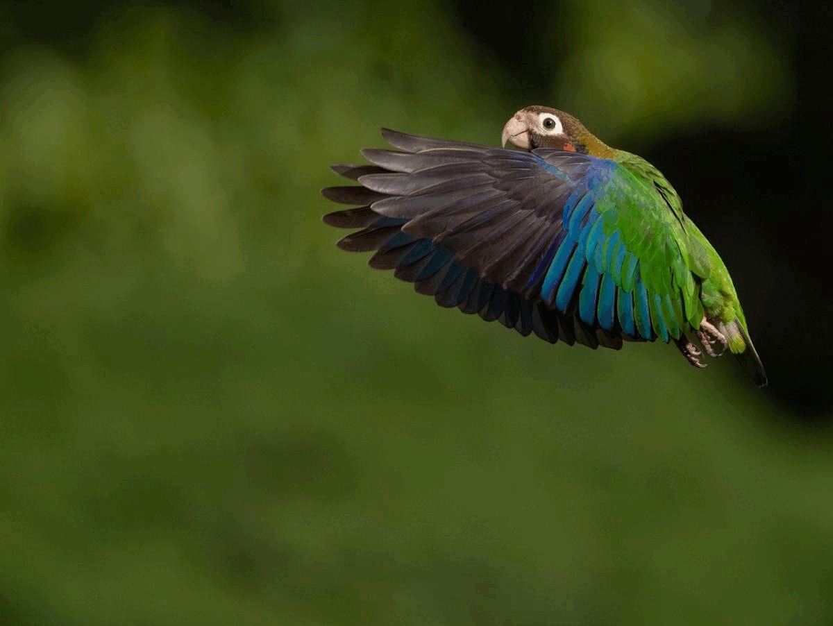 ​   Tư thế cánh đưa về phía trước