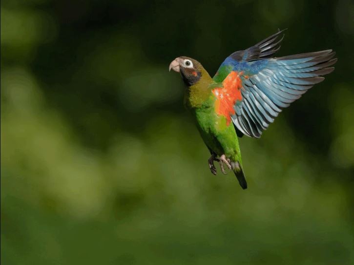 Tư thế cánh mở về phía sau