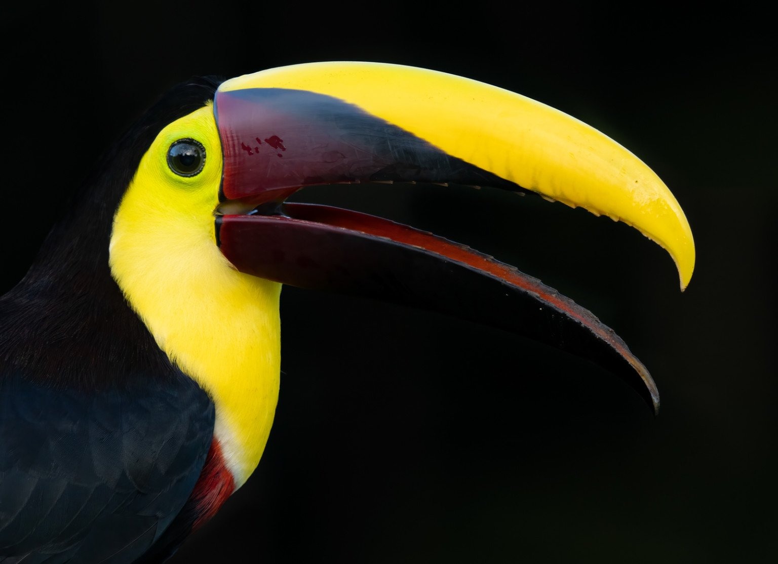 Chụp cận cảnh để đặc tả chi tiết độc đáo của chim