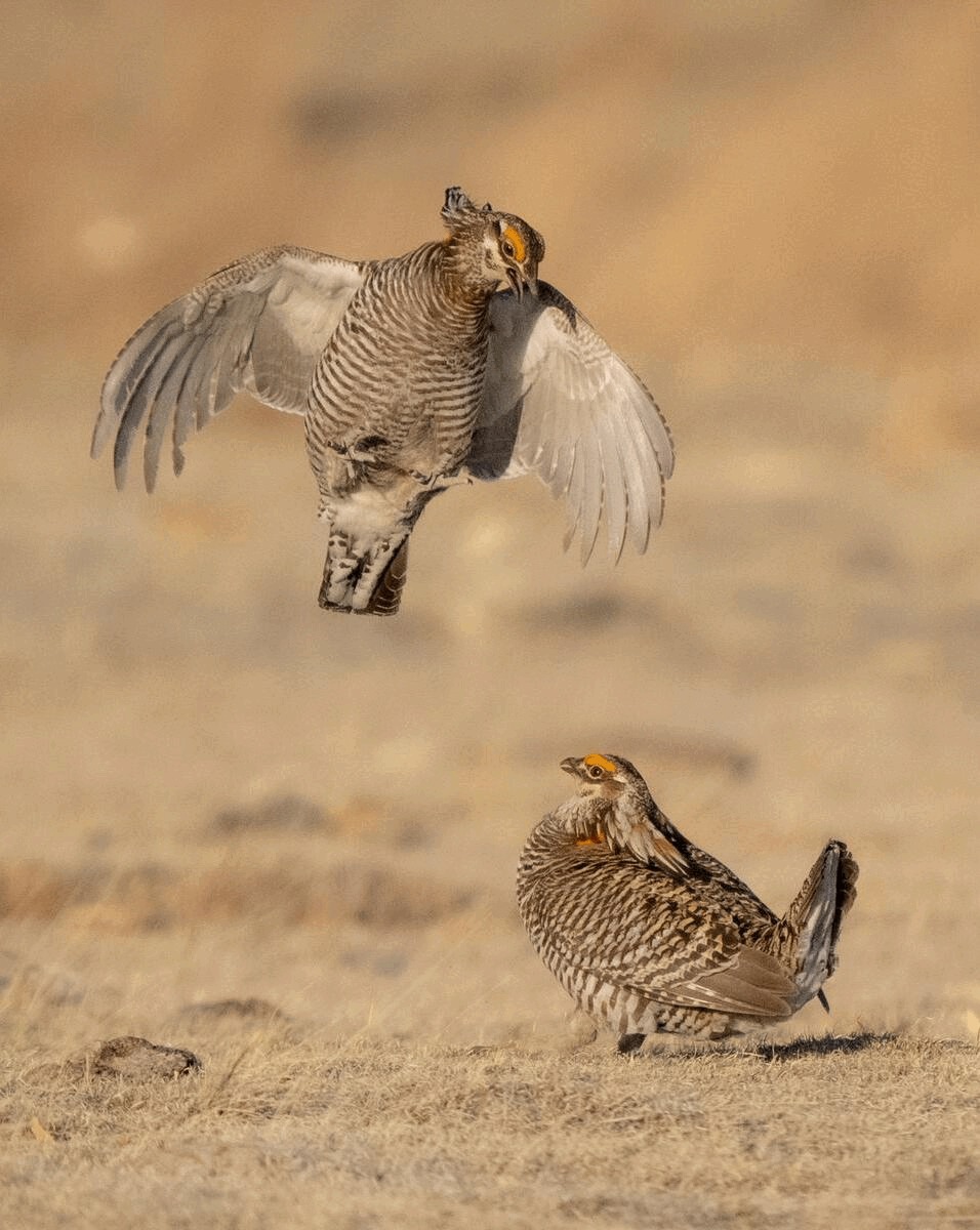 Sử dụng chế độ chụp liên tiếp hiệu quả