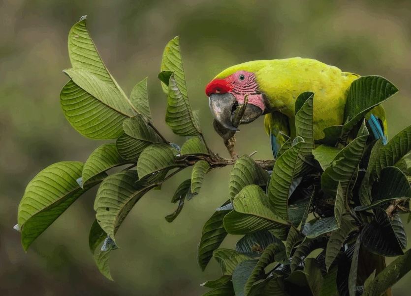 Hạn chế crop quá nhiều, nên chụp ảnh toàn để mô tả được môi trường sống của chim