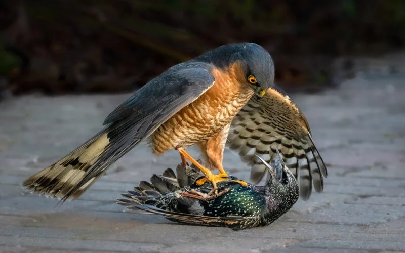 “Chim cắt sẻ với chim sáo” của Jim Munday