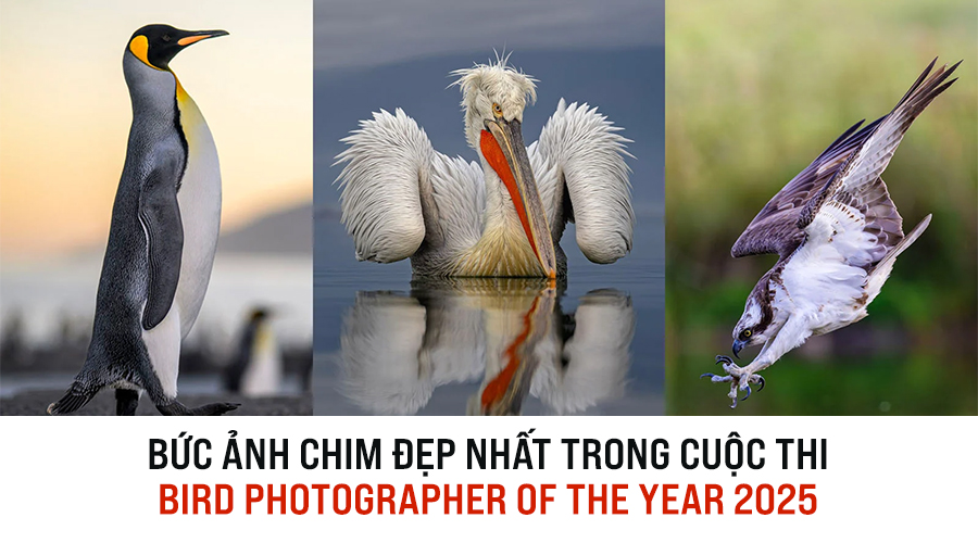 Bức Ảnh Chim Đẹp Nhất Trong Cuộc Thi Bird Photographer Of The Year 2025