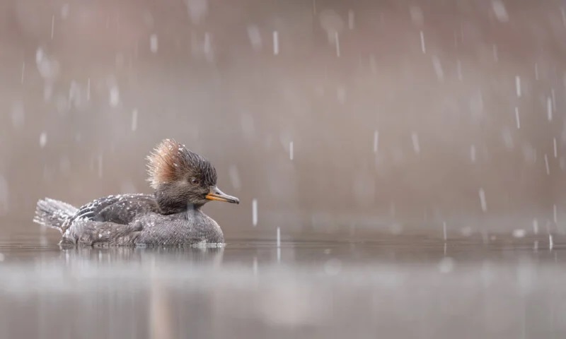 Dennis Liu - Đạt giải Vàng