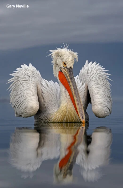 Khoảnh khắc chiến thắng Bird Photographer of the Year 2025