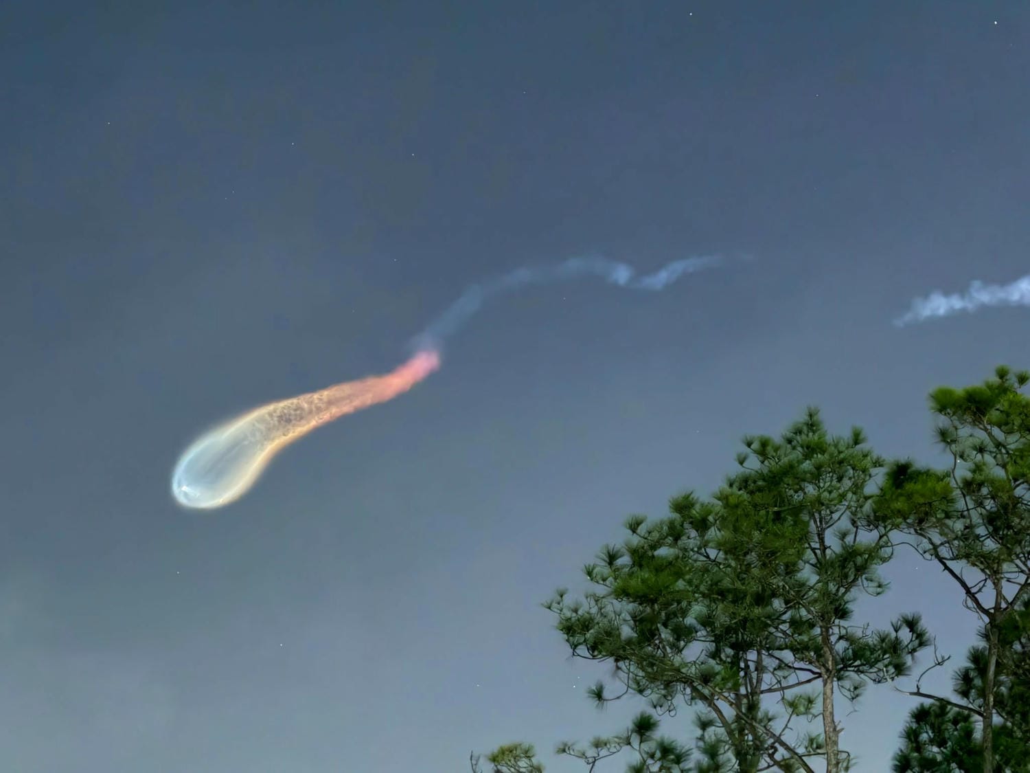 Sứa vũ trụ không quá hiếm gặp tại Florida