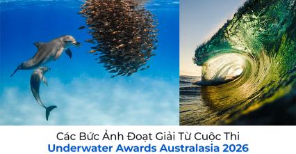 Các Bức Ảnh Đoạt Giải Từ Cuộc Thi Underwater Awards Australasia 2026