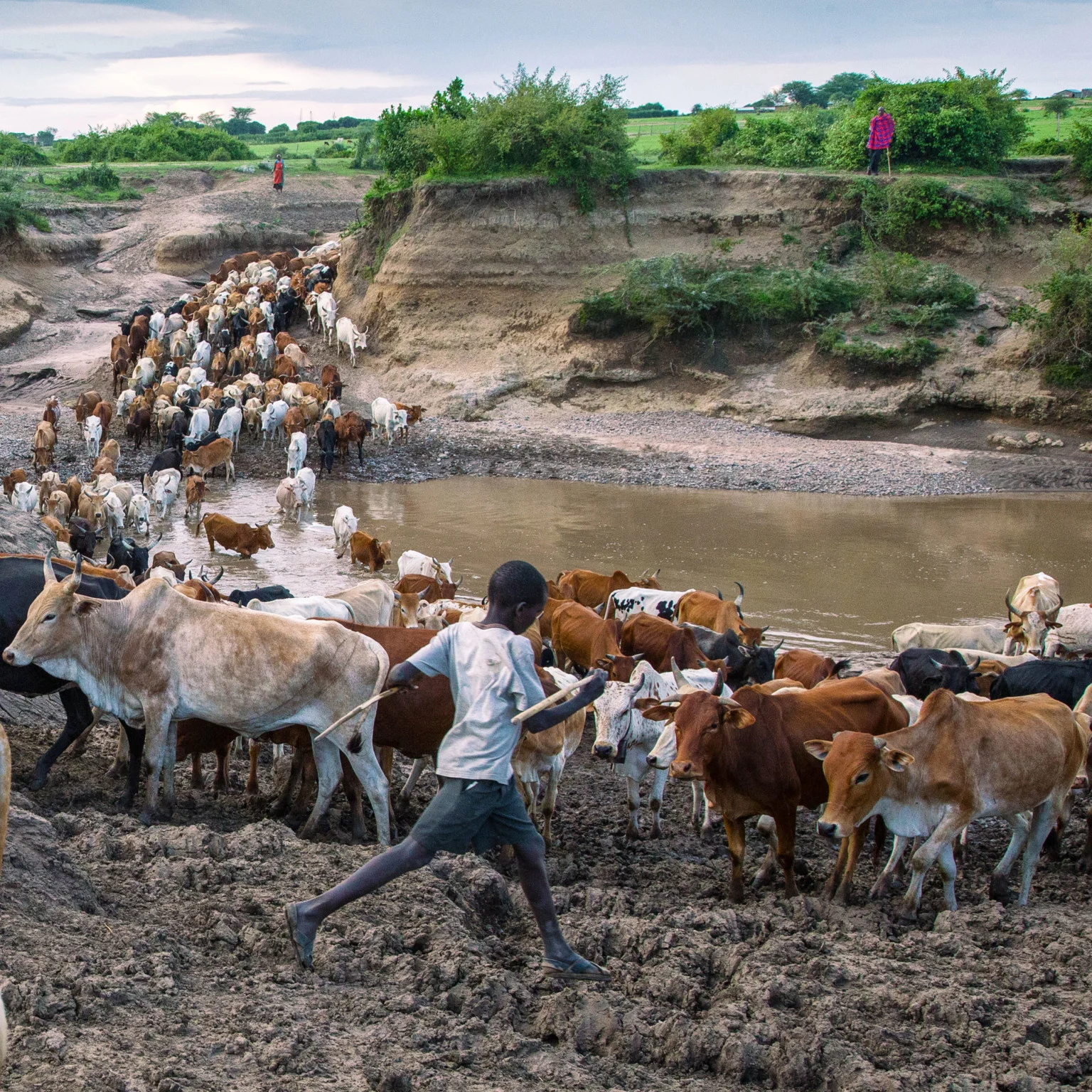 Những người chăn gia súc Massai tại Kenya